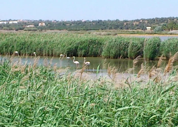 מלון דירות Bayside Salgados אלבופיירה